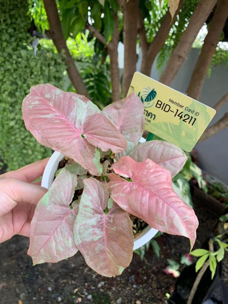 Syngonium pink cloud,