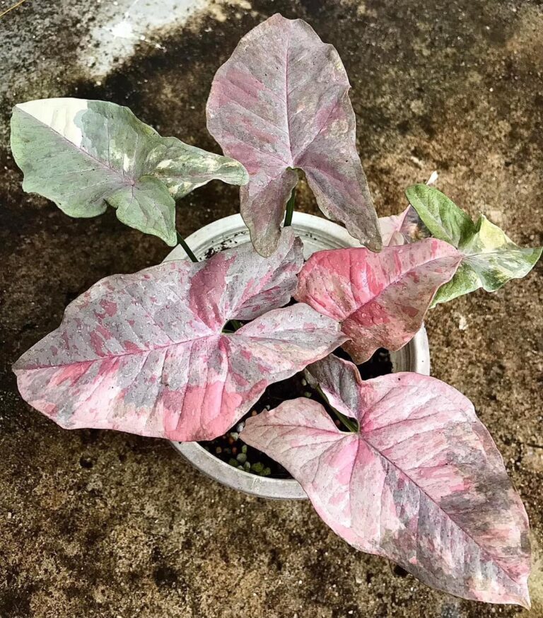 Syngonium pink double