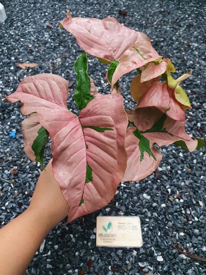 Syngonium pink lava