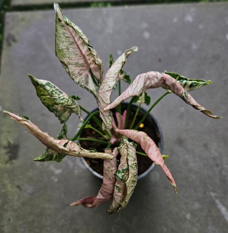 Syngonium pink rolli