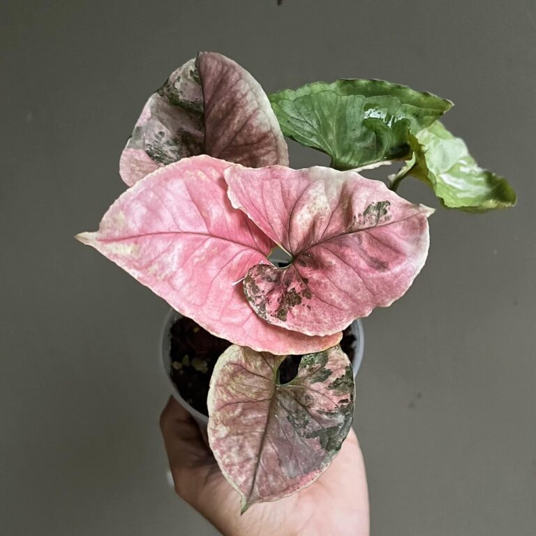 Syngonium strawberry ice